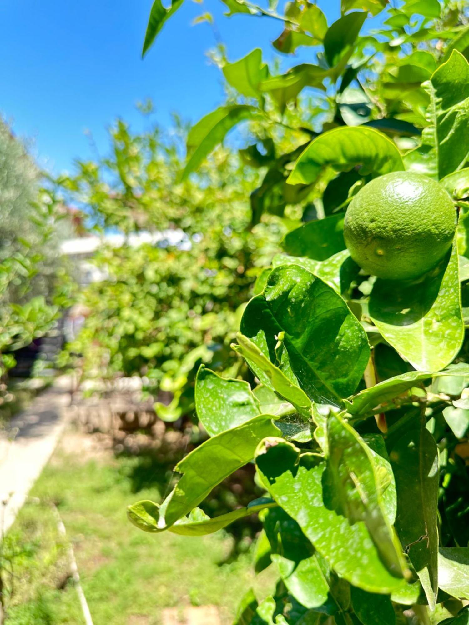 Kaleici Aparts Antalya Villa Eksteriør billede